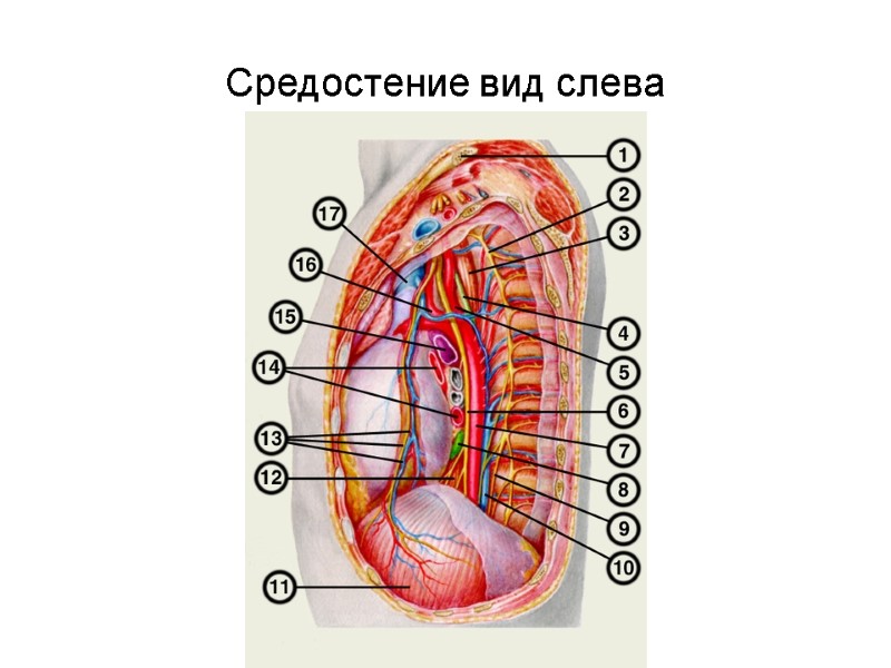 Средостение вид слева